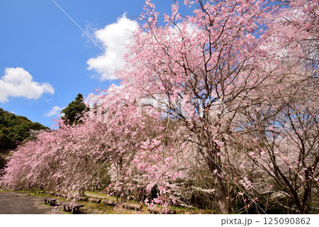 サクラ、桜 125090862