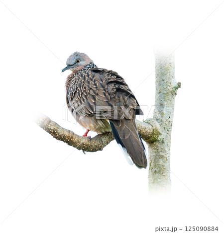 A spotted dove perched on a tree branch, looking back with soft feathers and calm expression, isolated on a white background. 125090884