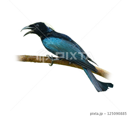 A glossy Hair-crested Drongo with curved beak perched on a branch, calling out with beak open, isolated on white background with clear feather details. 125090885