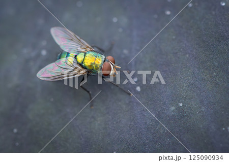 Close-up of a shiny green housefly resting on a smooth dark surface, showing vibrant wings and detailed body texture. 125090934