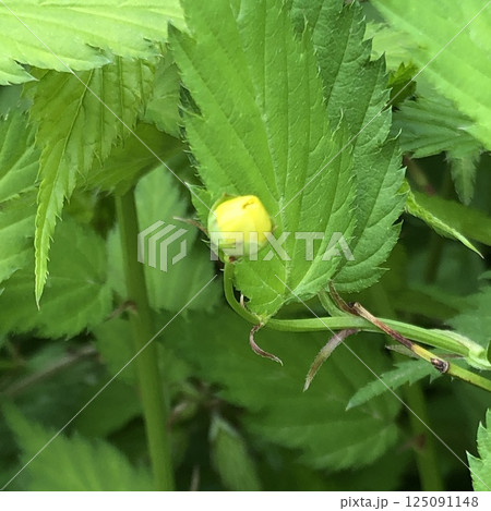 ヤエヤマブキ　八重山吹　蕾 125091148