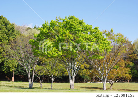 公園のケヤキ【爽やかな新緑】 公園のケヤキ【爽やかな新緑】 125091155