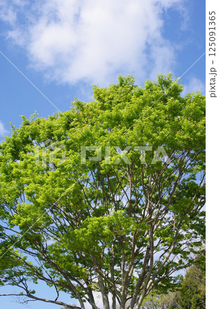 【爽やかな新緑】青空に映えるケヤキの木 【爽やかな新緑】青空に映えるケヤキの木 125091365