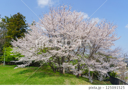 【千葉県千葉市】有吉貝塚公園に咲く桜の花 125091525
