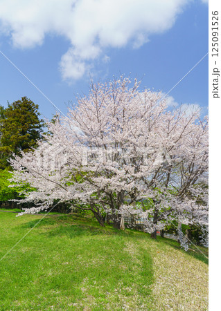 【千葉県千葉市】有吉貝塚公園に咲く桜の花 125091526