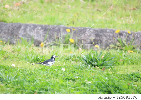 春の草が生えた地面を歩くハクセキレイ 125091576