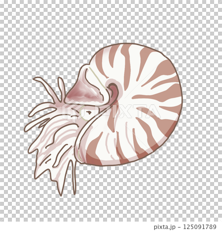Nautilus Nautilus 125091789