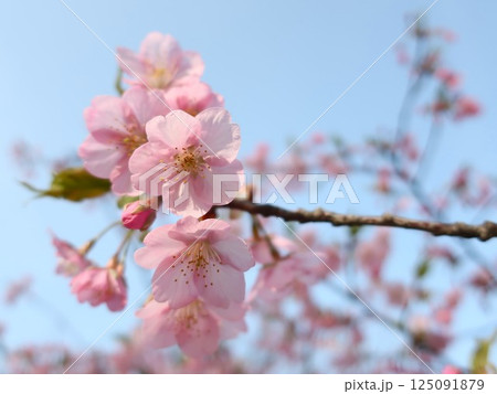 新潟県　新発田市　加治川治水記念公園の桜 125091879