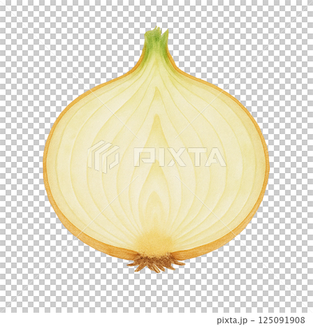 新洋蔥的橫截面插圖(切半,水彩風格,白色背景)/用於烹飪和營養指導 新洋蔥的橫截面插圖(切半,水彩風格,白色背景)/用於烹飪和營養指導 125091908