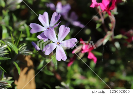 春の庭に咲く薄紫色のシバザクラの花 125092000