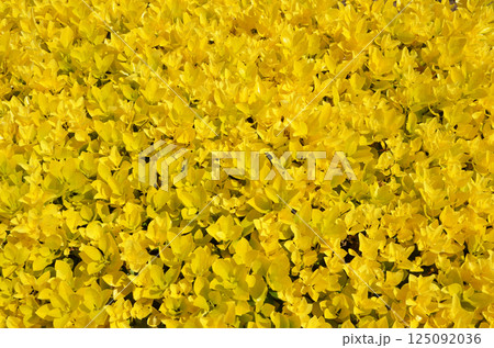 オウゴンマサキ 125092036