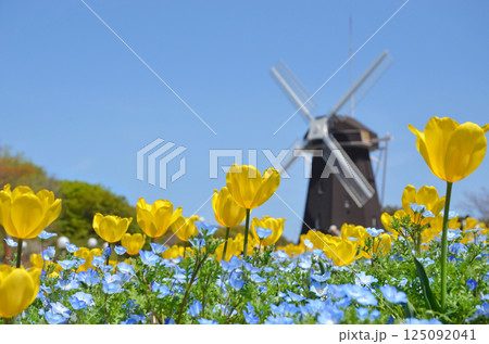 チューリップとネモフィラが咲き誇る風車の丘 チューリップとネモフィラが咲き誇る風車の丘 125092041
