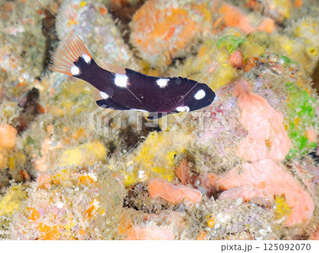 可愛いスミツキベラの幼魚。ヒリゾ浜中木南伊豆町伊豆半島静岡県2024 125092070