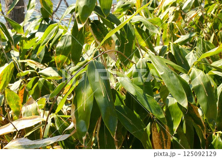 【青森県青森市】野木和公園の笹の葉 125092129