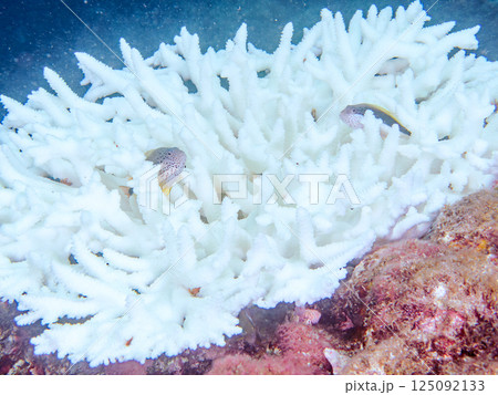 白化したサンゴに住むホシゴンベの幼魚のペア。ヒリゾ浜中木南伊豆町伊豆半島静岡県2024 125092133