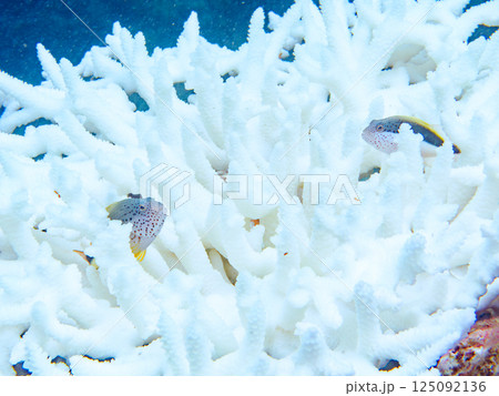 白化したサンゴに住むホシゴンベの幼魚のペア。ヒリゾ浜中木南伊豆町伊豆半島静岡県2024 白化したサンゴに住むホシゴンベの幼魚のペア。ヒリゾ浜中木南伊豆町伊豆半島静岡県2024 125092136