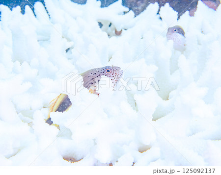 白化したサンゴに住むホシゴンベの幼魚のペア。ヒリゾ浜中木南伊豆町伊豆半島静岡県2024 125092137