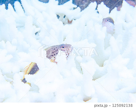 白化したサンゴに住むホシゴンベの幼魚のペア。ヒリゾ浜中木南伊豆町伊豆半島静岡県2024 125092138