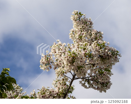 青空と桜の花 青空と桜の花 125092188