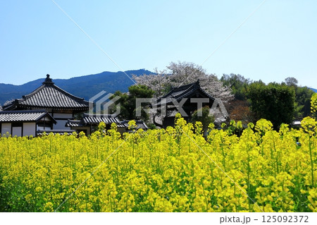 飛鳥寺と菜の花畑 125092372