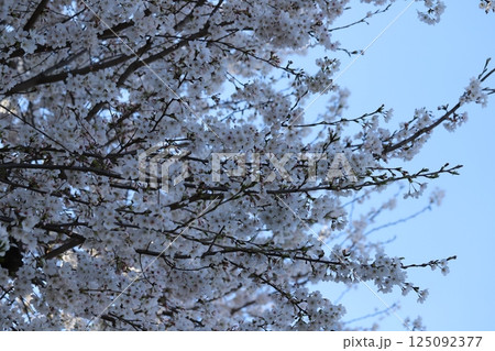 春の公園に咲くソメイヨシノの桜の花 春の公園に咲くソメイヨシノの桜の花 125092377