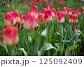 クリームから赤のグラデーションが美しいチューリップ 125092409
