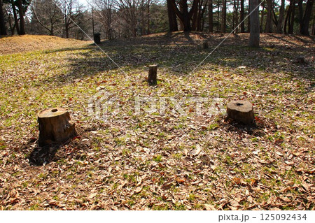 【青森県青森市】野木和公園の切り株 【青森県青森市】野木和公園の切り株 125092434