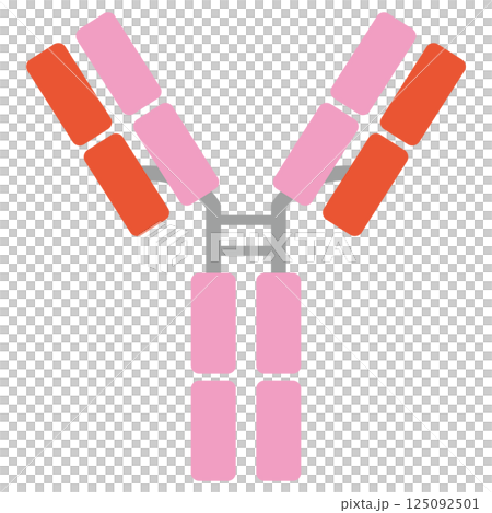 免疫グロブリンG (IgG)のイラスト(単品)ピンクカラー 免疫グロブリンG (IgG)のイラスト(単品)ピンクカラー 125092501