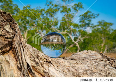 Inverted Forest Reflection in Glass Sphere Inverted Forest Reflection in Glass Sphere 125092546