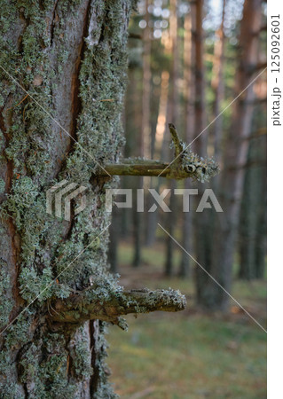 moss grew on the branches of the trees 125092601