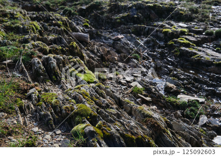 moss grew on the branches of the trees 125092603