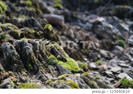 moss grew on the branches of the trees 125092610