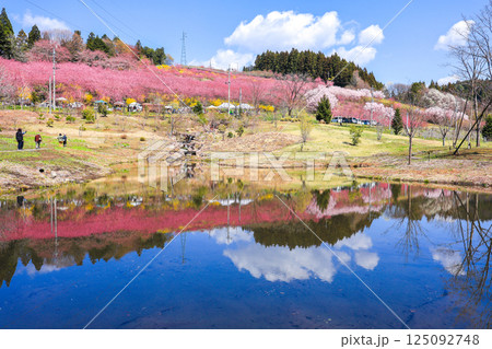 青空とハナモモ 125092748