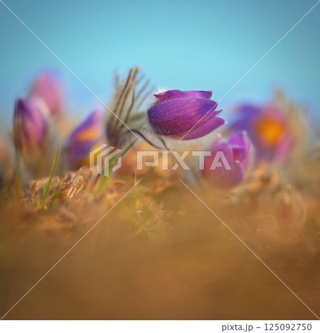Nice little purple flower in the spring. Beautiful nature background for spring time on the meadow. Pasqueflower flower (Pulsatilla grandis) 125092750