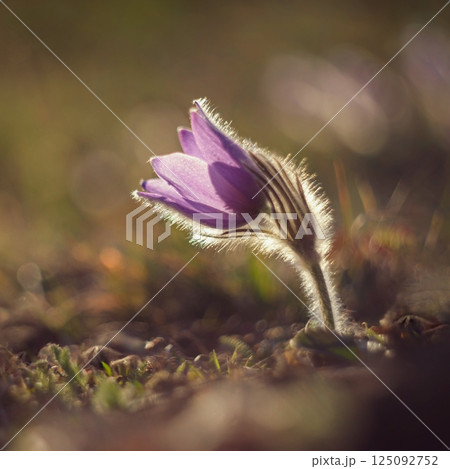 Spring background with flowers in meadow. Pasque Flower (Pulsatilla grandis) Spring background with flowers in meadow. Pasque Flower (Pulsatilla grandis) 125092752