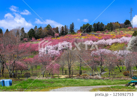 ハナモモの丘 125092753