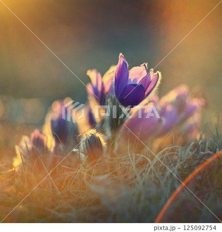 Spring flower. Nature with meadow and sunset. Seasonal concept for springtime. Beautifully blossoming pasque flower and sun with a natural colored background. (Pulsatilla grandis) Spring flower. Nature with meadow and sunset. Seasonal concept for springtime. Beautifully blossoming pasque flower and sun with a natural colored background. (Pulsatilla grandis) 125092754