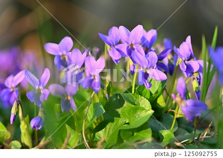 Beautiful spring small purple flower-plant Violka fragrant - Violka. Spring time in nature. (Viola odorata) Beautiful spring small purple flower-plant Violka fragrant - Violka. Spring time in nature. (Viola odorata) 125092755