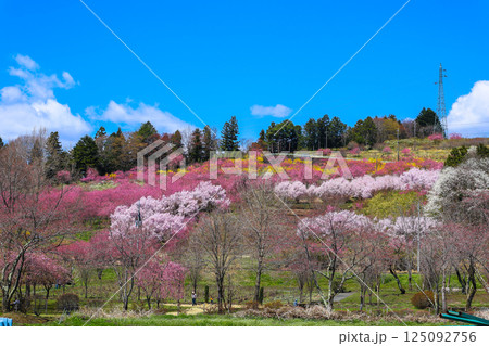 花桃咲く丘 花桃咲く丘 125092756