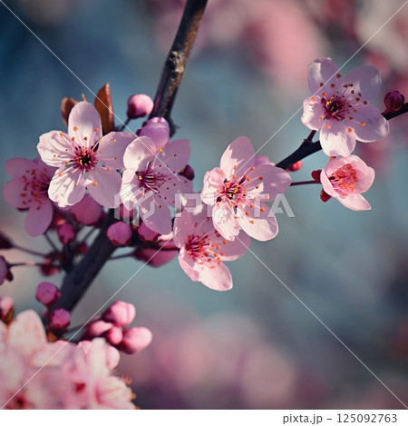 Spring background. Beautiful colorful blooming spring tree. Japanese cherry - Sakura. Nature background. Spring background. Beautiful colorful blooming spring tree. Japanese cherry - Sakura. Nature background. 125092763