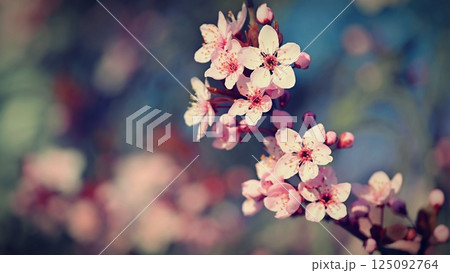 Spring background. Beautiful colorful blooming spring tree. Japanese cherry - Sakura. Nature background. Spring background. Beautiful colorful blooming spring tree. Japanese cherry - Sakura. Nature background. 125092764