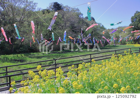菜の花と鯉のぼり 日本お原風景 横浜里山ガーデン 菜の花と鯉のぼり 日本お原風景 横浜里山ガーデン 125092792