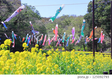 菜の花と鯉のぼり　日本お原風景　横浜里山ガーデン 125092793