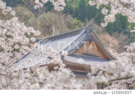 満開の桜に包まれた山寺 満開の桜に包まれた山寺 125092857