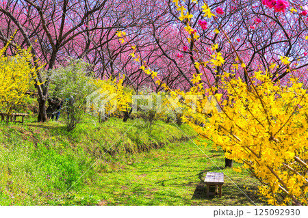 花桃とレンギョウ 125092930