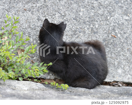 座る黒猫の地域猫 125092975