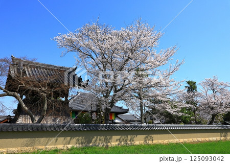 飛鳥寺と満開の桜 125093042