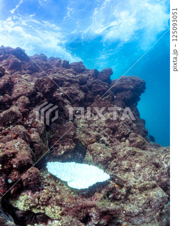 海水温上昇で白化してしまったサンゴ（エンタクミドリイシ他）ヒリゾ浜中木南伊豆町伊豆半島静岡県2024 125093051