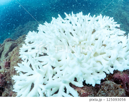 海水温上昇で白化してしまったサンゴ（エンタクミドリイシ他）ヒリゾ浜中木南伊豆町伊豆半島静岡県2024 125093056