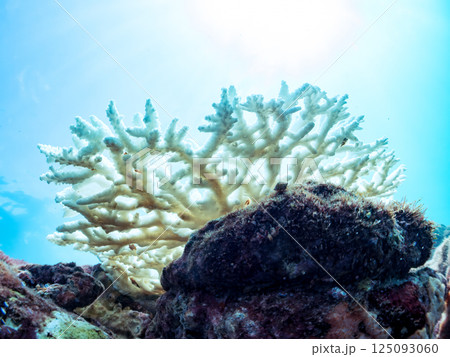 海水温上昇で白化してしまったサンゴ（エンタクミドリイシ他）ヒリゾ浜中木南伊豆町伊豆半島静岡県2024 125093060
